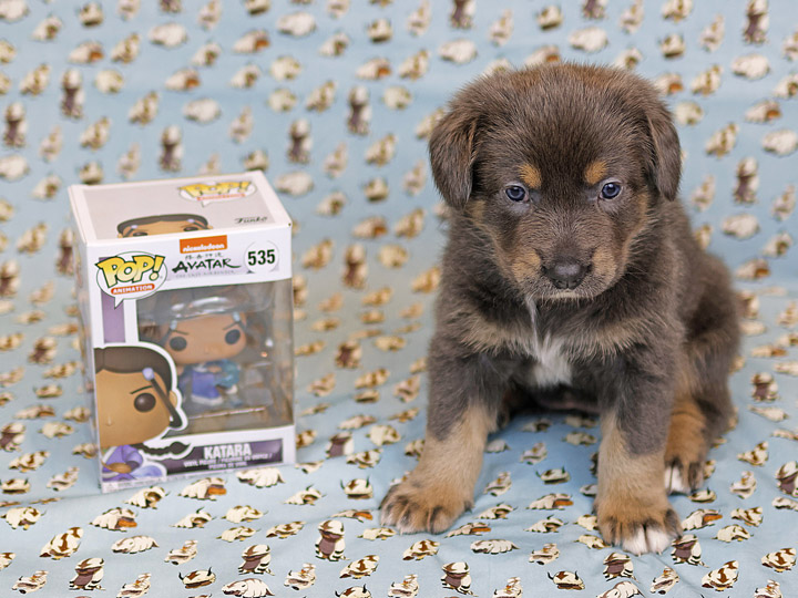 chinook puppy